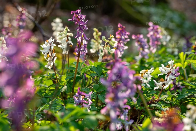 Hollow larkspur (Corydalis cava) with white and purple flowers in atmospheric light in a forest in spring, Lower Saxony, Germany