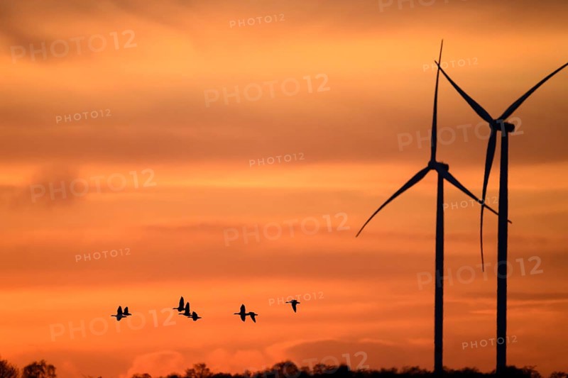 Wind turbines and flying birds geese in front of an orange sunset, silhouettes of wind turbines in front of a dramatic sunset, Dümmer nature park Park, Lower Saxony, Germany