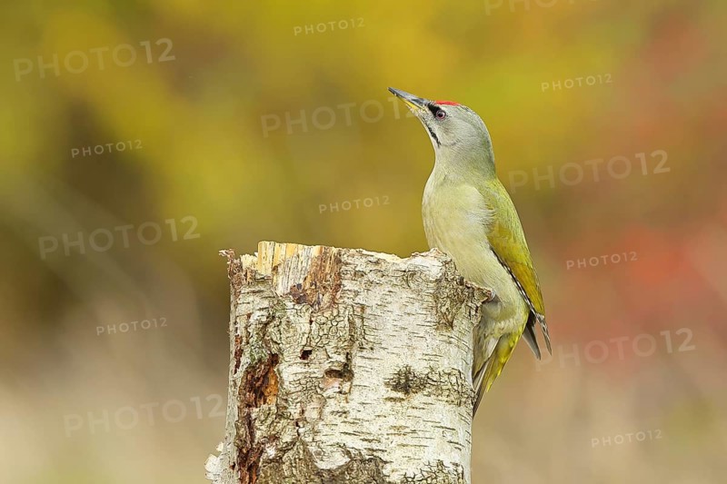 Grey-headed woodpecker (Picus canus), male sitting on a tree stump at the edge of the forest, Hebstwald, Wildlife, woodpeckers, birds, nature photography, Wilnsdorf, North Rhine-Westphalia, Germany