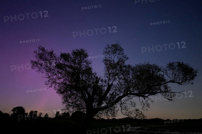 Northern lights aurora borealis over an old pasture on the Hunte dyke, Dümmerniederung nature park Park, Lower Saxony, Germany