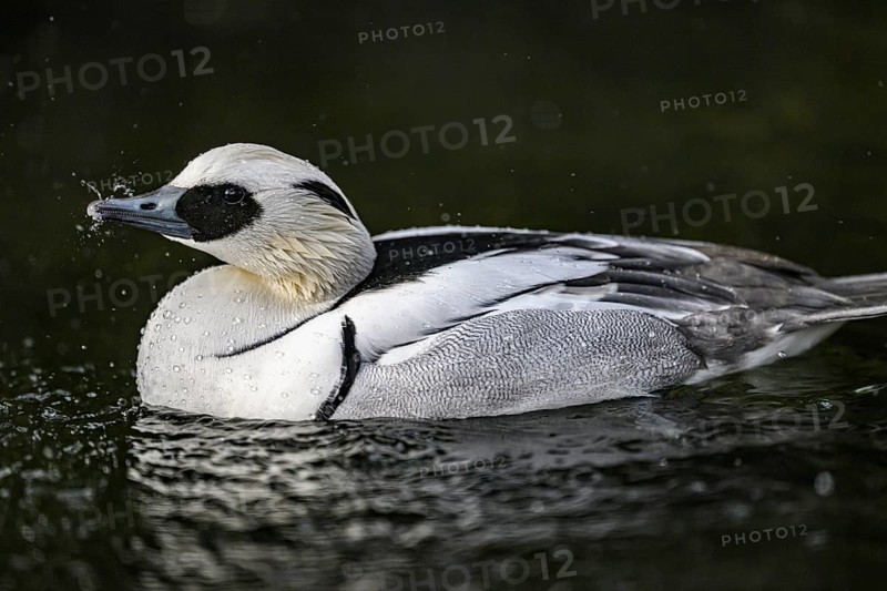 Close-up of a pygmy merganser (Mergellus albellus) in the water with water droplets on its black and white feathers, captive, North Rhine-Westphalia, Germany
