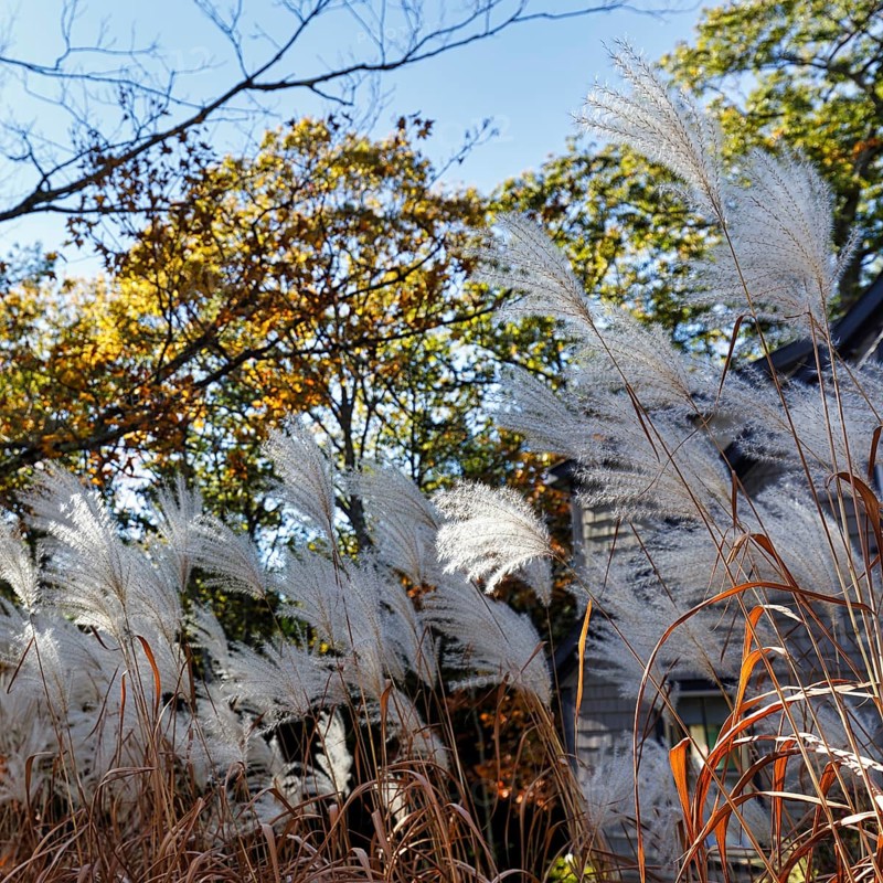 Chinese reed (Miscanthus sinensis), inflorescence in autumn, ornamental grass in partial shade, front garden, Maine, New England, USA
