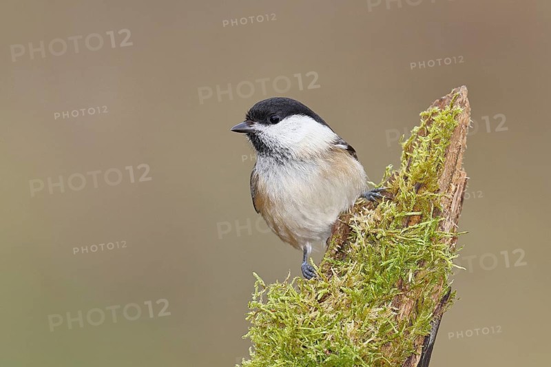 Willow Tit (Parus montanus), Willow Tit (Parus montanus) sitting on a branch overgrown with moss, Wildlife, Animals, Birds, Wilnsdorf, North Rhine-Westphalia, Germany