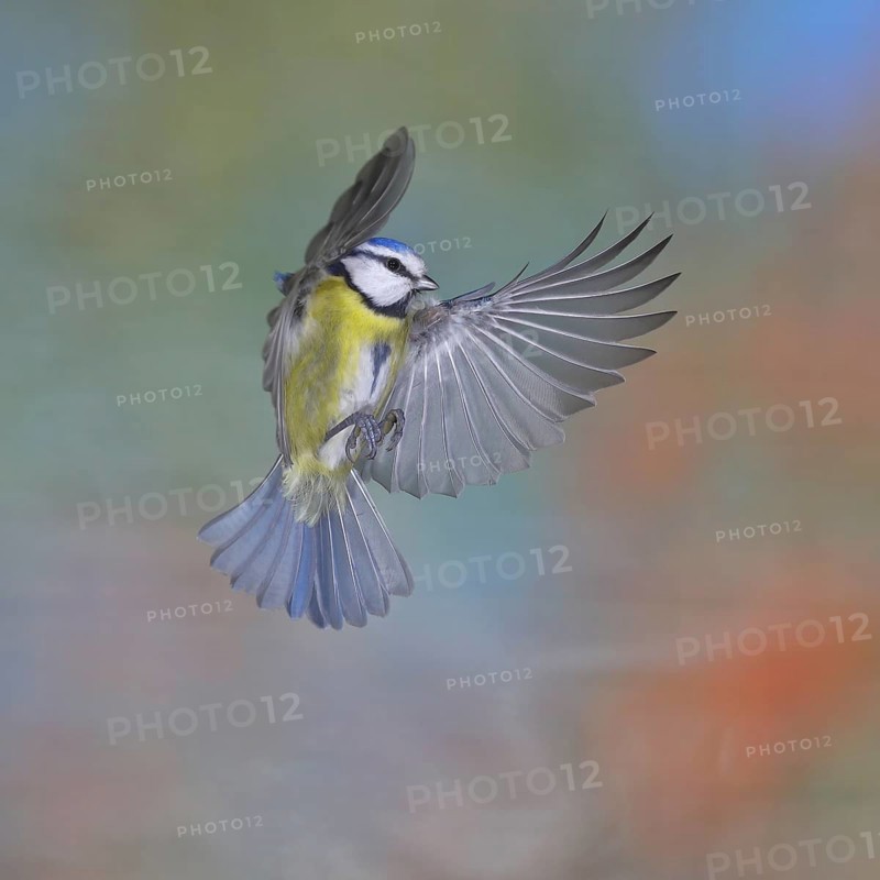 Blue tit (Parus caeruleus) in flight, flight photo, high speed flight photo Wilnsdorf, North Rhine-Westphalia, Germany