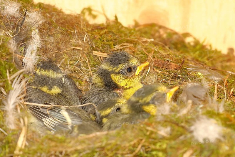 Blue tit (Cyanistes caeruleus) young in the nest, Wilnsdorf, North Rhine-Westphalia, Germany