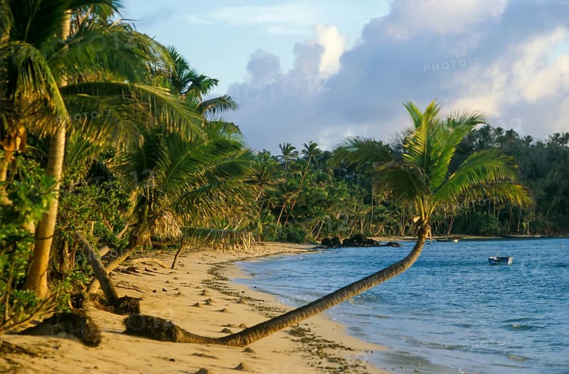 Beach, palm trees, sea, Tavewa island, Yasawa islands, Fiji