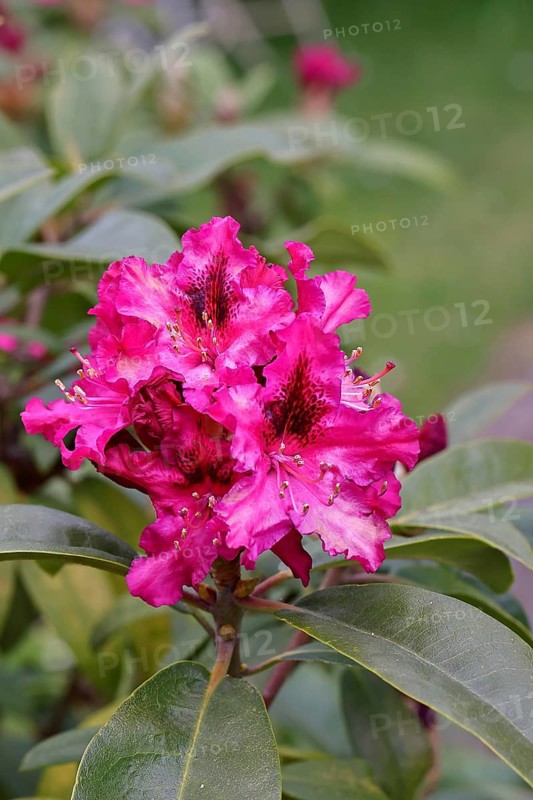 Rhododendron flowers (Rhododendron Homer), red flowers, in a garden, Wilnsdorf, North Rhine-Westphalia, Germany