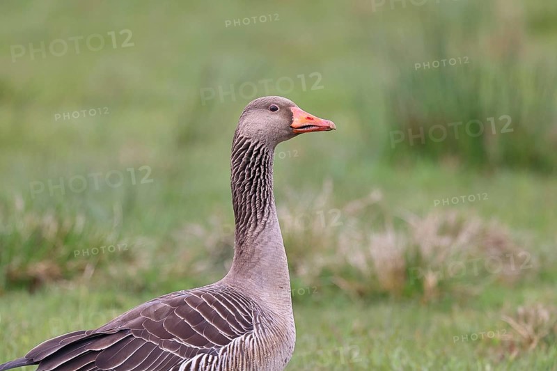 Grey goose (Anser anser) on a moor, Dümmer, Lake Dümmer, Ochsenmoor, Hüde, Lower Saxony, Germany