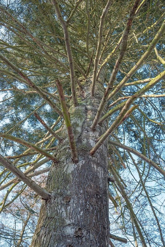 View of an old silver fir (Abies alba), also silver fir, conifer, fir tree (Abies), pine family (Pinaceae), large tree with many spreading branches that protrude from the trunk like spokes and stand out against the sky, Vögelser Fischteiche, Vögelsen, district of Lüneburg, Lower Saxony, Germany