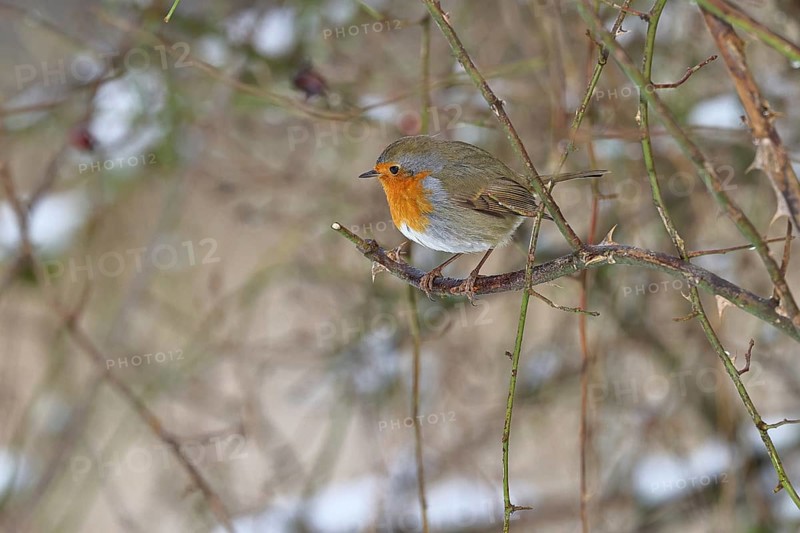 Robin (Erithacus rubecula), on a twig in the branches of a dog rose (Rosa canina), Wilnsdorf, North Rhine-Westphalia, Germany