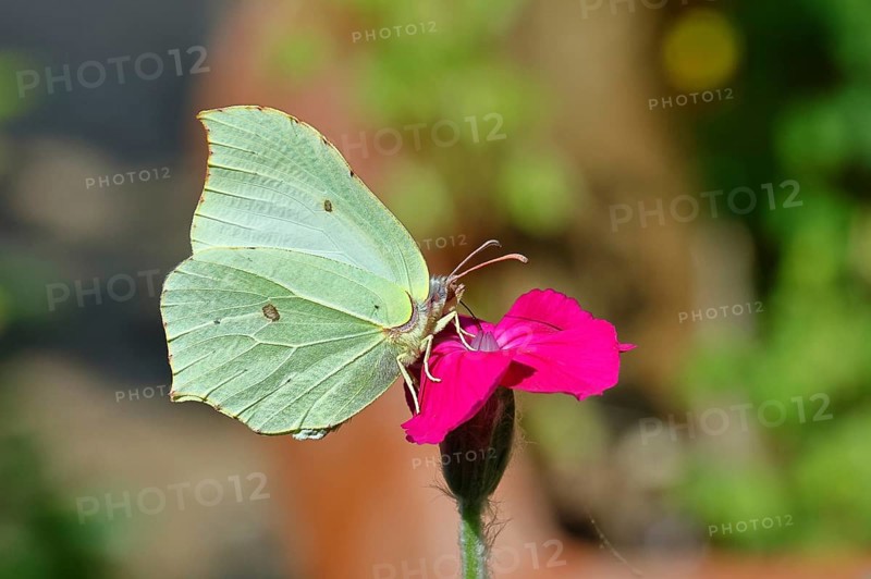 Lemon butterfly (Gonepteryx rhamny) on crown campion (Lychnis coronaria), in a nature garden, Wilnsdorf, North Rhine-Westphalia, Germany