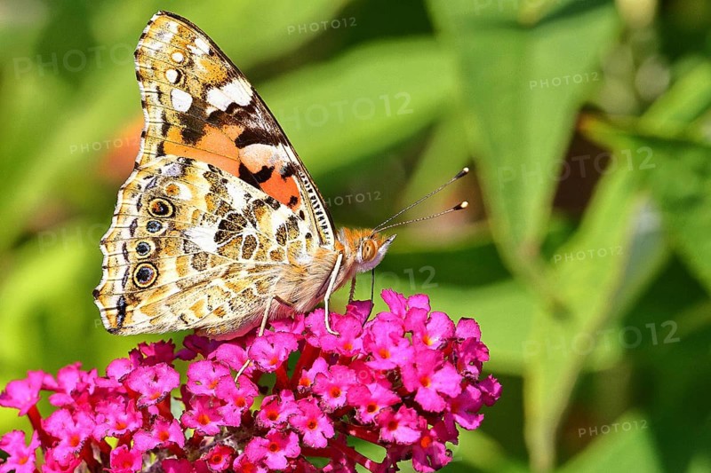 Thistle butterfly (Vanessa cardui) on a flower of the butterfly bush (Buddleja davidii), butterfly bush, in a natural environment in the wild, underside of wings, wildlife, insects, butterflies, butterflies, Wilnsdorf, North Rhine-Westphalia, Germany