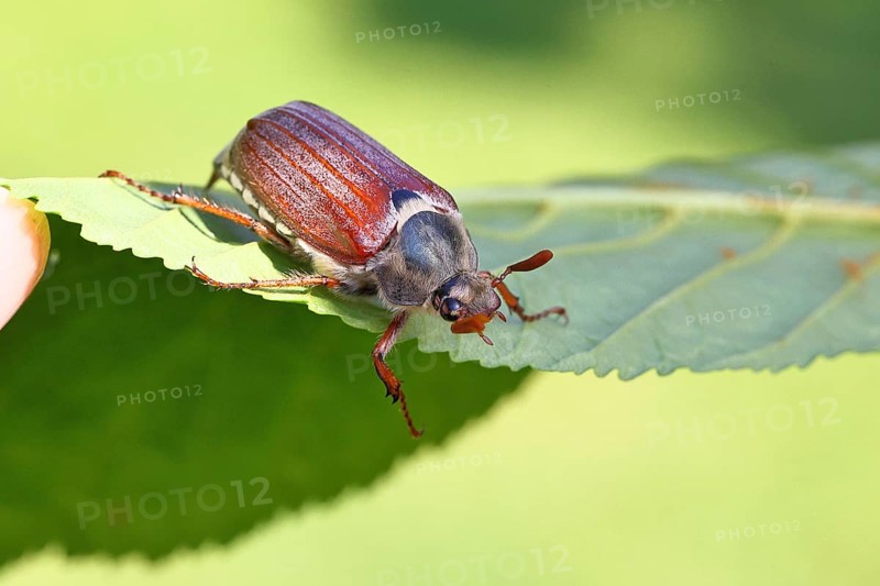 May beetle, wood cockchafer (Melolontha hippocastani), male, on leaf of a horse chestnut (Aesculus hippocastanum), close-up, Wilnsdorf, North Rhine-Westphalia, Germany