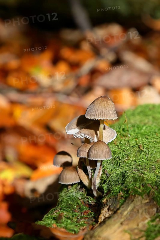 Mica tintling, common mica tintling (Coprinellus micaceus), on mossy forest soil, Seck, Westerwald, Rhineland-Palatinate, Germany