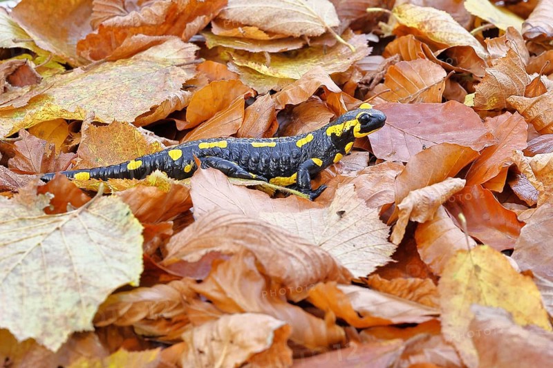 Fire salamander (Salamandra salamandra), in a beech forest on autumn leaves, autumn, Wilnsdorf, North Rhine-Westphalia, Germany