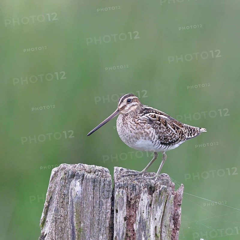 Snipe (Gallinago gallinago), standing on fence posts of a pasture, on moorland, snipe birds, wildlife, nature photography, Ochsenmoor, Naturpark Dümmer See, Hüde, Lower Saxony, Germany