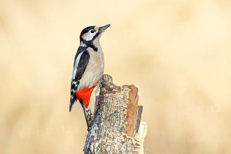 Great spotted woodpecker (Dendrocopus major), male, foraging on dead wood of a common birch (Betula pendula), wildlife, woodpeckers, nature photography, autumn, Wilnsdorf, North Rhine-Westphalia, Germany