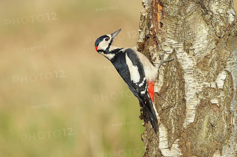 Great spotted woodpecker (Dendrocopus major), male, foraging on the trunk of a common birch (Betula pendula), wildlife, woodpeckers, nature photography, autumn, Wilnsdorf, North Rhine-Westphalia, Germany