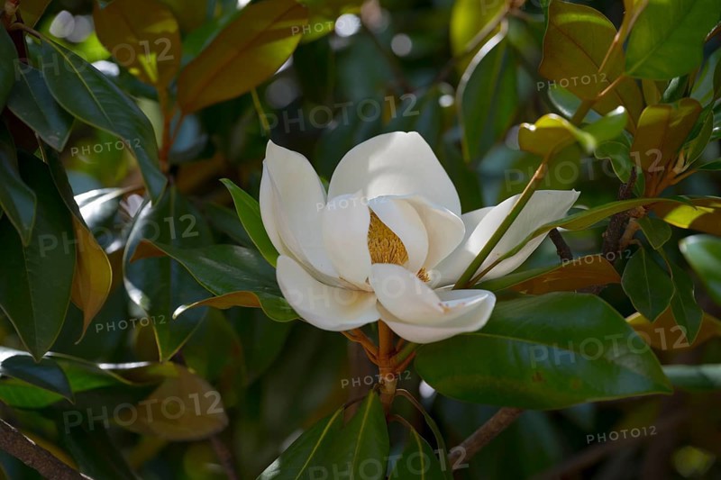 Macro photograph of a white magnolia flower surrounded by green leaves catching sunlight, Southern magnolia (Magnolia grandiflora), Batumi, Black Sea, Adjara region, Adjara, Autonomous Republic, Georgia