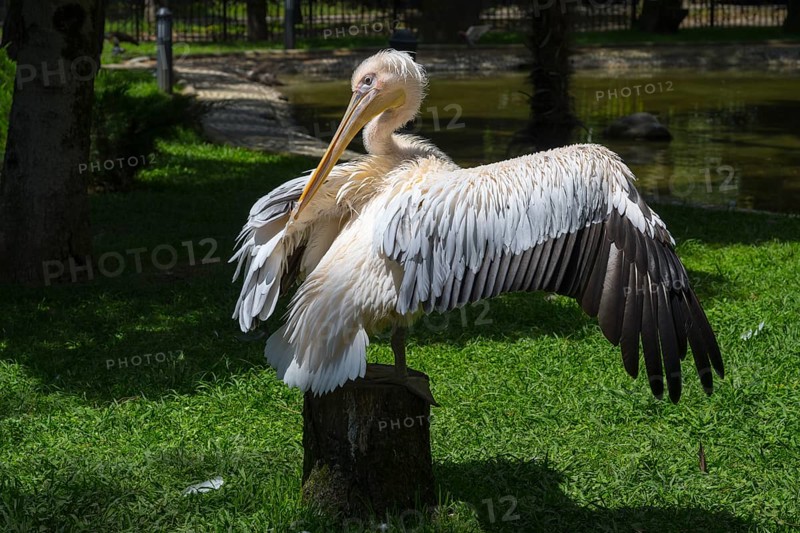 Pelican sitting on a tree stump and spreading its wings, surrounded by nature, Dalmatian Pelican (Pelecanus crispus), Zoo, Batumi, Black Sea, Adjara Region, Adjara, Autonomous Republic, Georgia
