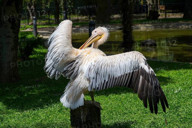 A white pelican spreading its wings stands in a meadow in a natural environment, Dalmatian pelican (Pelecanus crispus), Zoo, Batumi, Black Sea, Adjara region, Adjara, Autonomous Republic, Georgia