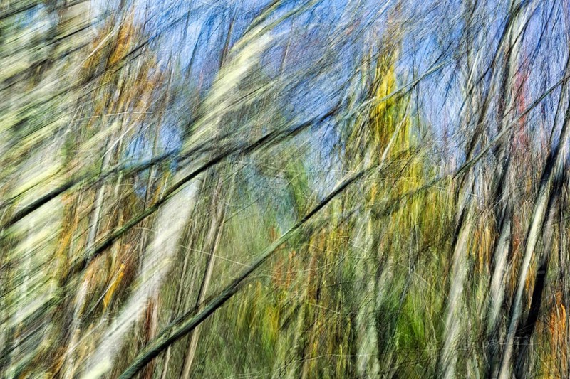 Branches, branches, tree trunks, long exposure, abstract, illustration, Maine, New England, USA