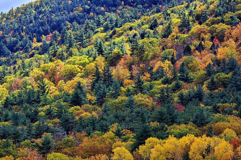 Autumn leaves, Indian summer, forest, Maine, New England, USA