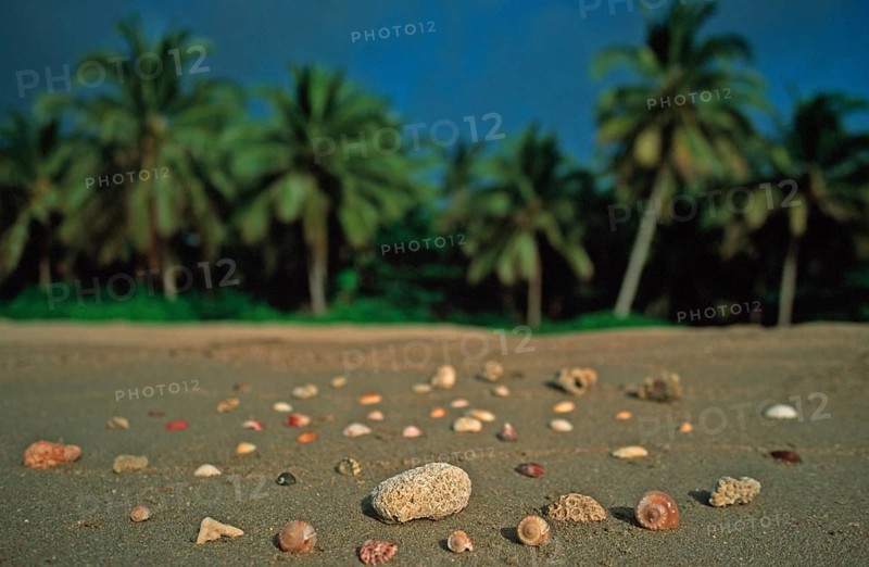 Corals and mussels on a palm beach on the island of Ko Lanta, Thailand, December 2002, vintage, retro, old, historic