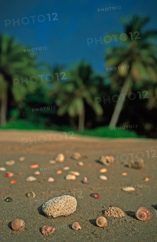 Corals and mussels on a palm beach on the island of Ko Lanta, Thailand, December 2002, vintage, retro, old, historic