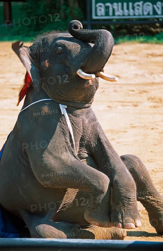 Elephant performs art piece at Samphran Elephant Ground and Zoo near Bangkok, Thailand, December 2002, vintage, retro, old, historic