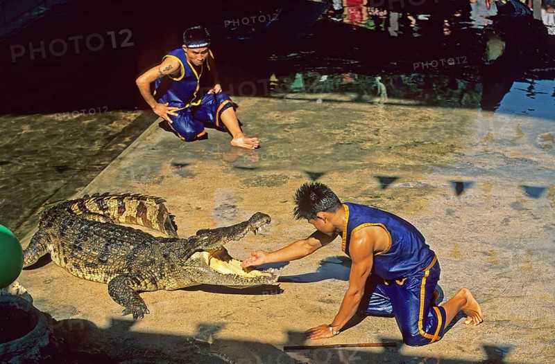 Performance with crocodiles at Samphran Elephant Ground and Zoo near Bangkok, Thailand, December 2002, vintage, retro, old, historic