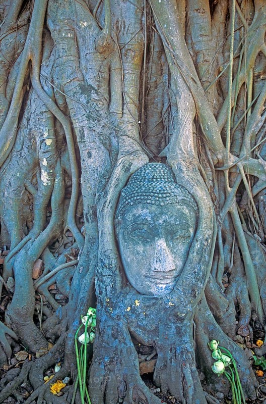 Roots, Buddha head ingrown in tree, Wat Mahatat, Ayutthaya, Thailand, December 2002, vintage, retro, old, historical