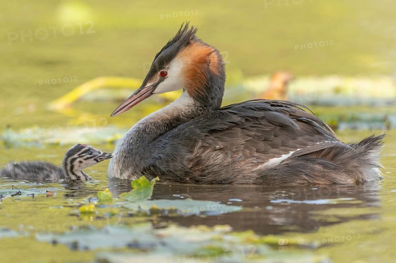 Great Crested Grebe (Podiceps scalloped ribbonfish) swims with young chicks near aquatic plants. They move slowly through the clear water looking for food
