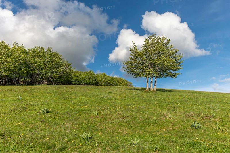 Isolated trees on the top of the Vosges mountains. france