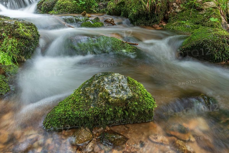 Water in a stream flows across moss-covered rocks. The scene is set in the forest in spring, with soft light streaming through the trees. Vosges, France