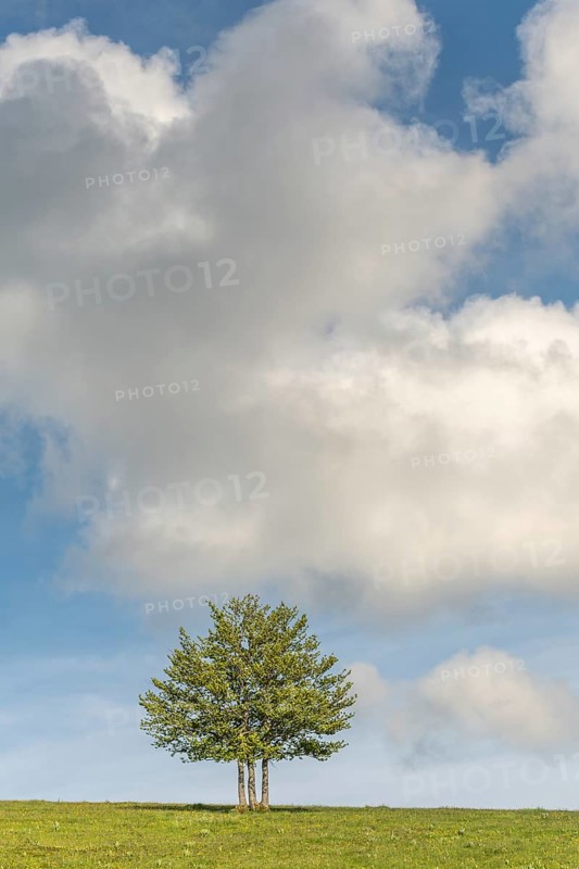 Isolated trees on the top of the Vosges mountains. france
