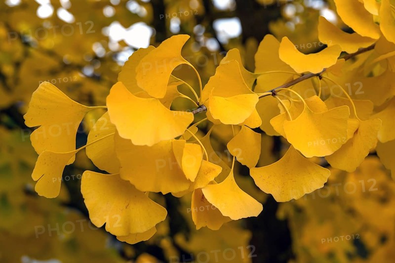 Yellow, autumn-coloured leaves from the ginkgo tree (ginkgo biloba), Franconia, Bavaria, Germany