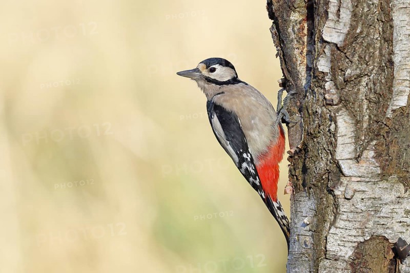Great spotted woodpecker (Dendrocopus major), female, foraging on the trunk of a common birch (Betula pendula), wildlife, woodpeckers, nature photography, autumn, Wilnsdorf, North Rhine-Westphalia, Germany