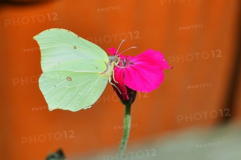 Lemon butterfly (Gonepteryx rhamny) on crown campion (Lychnis coronaria), in a nature garden, Wilnsdorf, North Rhine-Westphalia, Germany