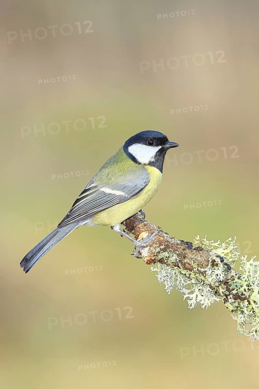 Great Tit (Parus major), sitting on a branch overgrown with moss and lichen, Wildlife, Animals, Birds, Tits, Wilnsdorf, North Rhine-Westphalia, Germany