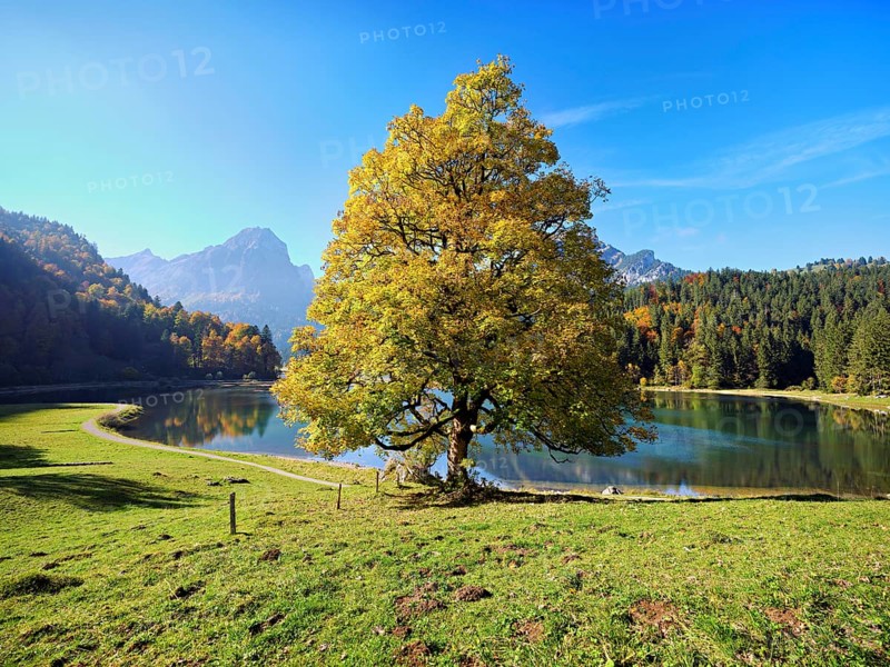 Autumn-coloured sycamore maple (Acer pseudo plantanus), at Obersee, Näfels, Canton Glarus, Switzerland