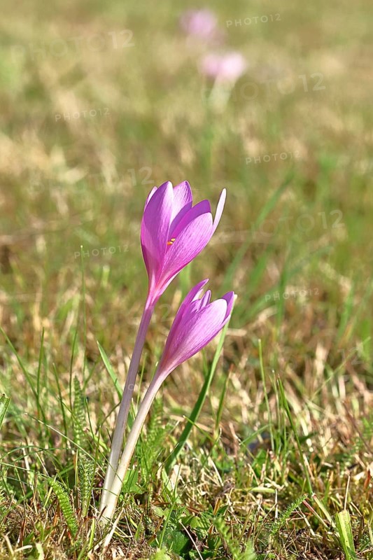 Autumn crocus (Colchicum autumnale), half-opened flowers in a meadow, endangered, protected poisonous plant species, native nature, wet meadow, autumn messenger, season, autumn, bulbous plant, poisonous plant, Wilnsdorf, North Rhine-Westphalia, Germany