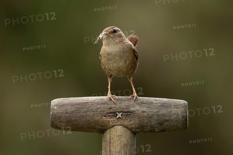 Eurasian wren (Troglodytes troglodytes) adult garden bird on a fork handle with nesting material in its beak in spring, England, United Kingdom
