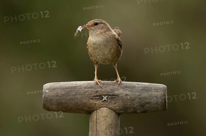 Eurasian wren (Troglodytes troglodytes) adult garden bird on a fork handle with nest material in its beak in spring, England, United Kingdom