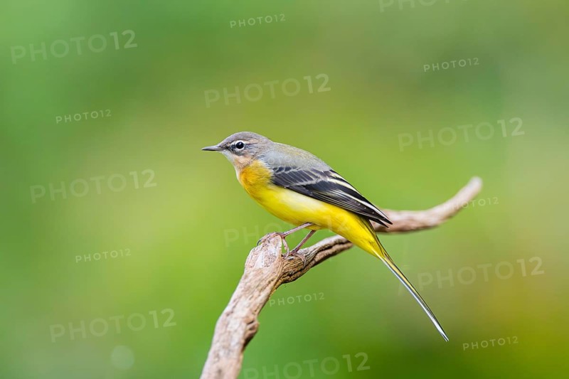 Grey Wagtail (Motacilla cinerea) sitting on a branch, wildlife, Germany