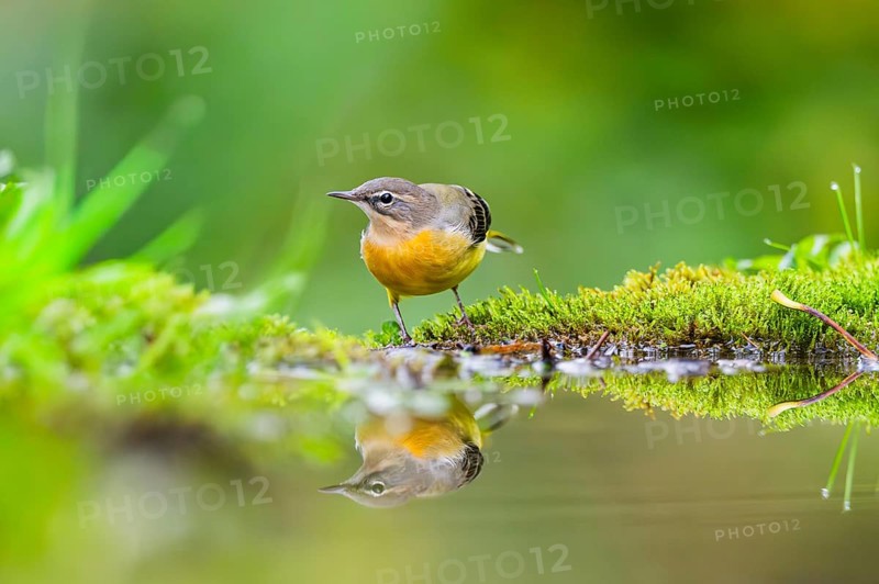Grey Wagtail (Motacilla cinerea) hunting at a little lake in a swamp, wildlife, Germany