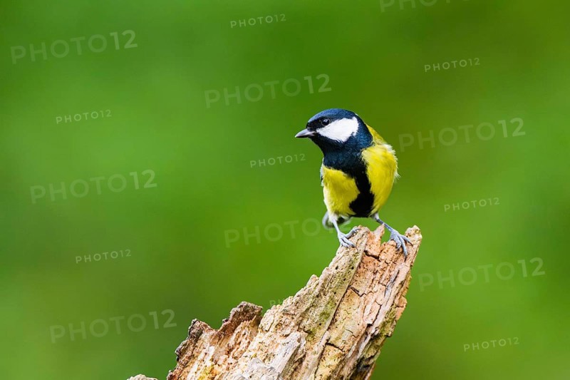 Great tit (Parus major) sitting on an old wrotten tree trunk at a swamp, Bavaria, Germany