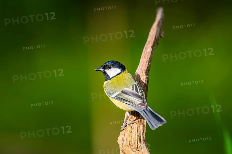 Great tit (Parus major) sitting on an old wood at a swamp, Bavaria, Germany