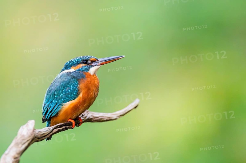 Common kingfisher (Alcedo atthis) sitting on an old wooden branch in late summer, wildife, Bavaria, Germany