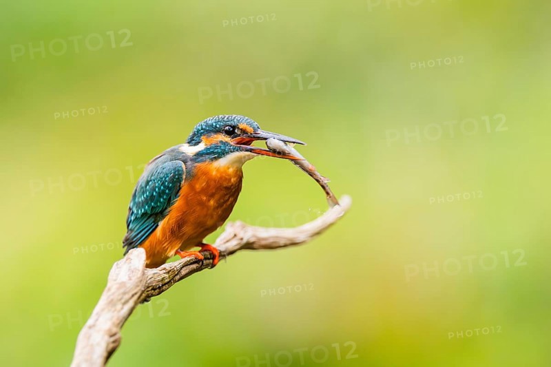 Common kingfisher (Alcedo atthis) sitting on an old wooden branch eating his fresh cought fish in late summer, wildife, Bavaria, Germany
